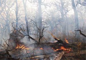 آتش سوزی ۱۹ هزار متر مربع از مناطق جنگلی گیلان در ۴ شهرستان.