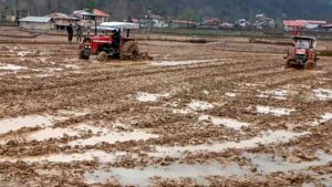 بیش از نیمی از شالیزارهای گیلان برای کشت برنج آماده شده اند.