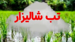 دکتر قلی پور: خراش در بدن و ارتباط با خاک و آب آلوده مهمترین عامل انتقال بیماری باکتریایی تب شالیزار است.