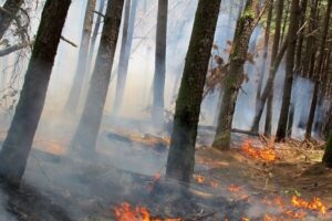 آتش سوزی جنگلهای درفک در شهرستان رودبار مهار شد.