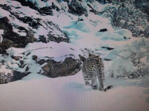 مشاهده یک پلنگ ماده به همراه توله اش در ارتفاعات برفی گیلان
