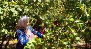 برداشت ۷۰ درصد از فندق گیلان تا امروز ، بیش از ۱۷ هزار تن ؛ پیش بینی ها از کل محصول امسال حدود ۲۶ هزار تن