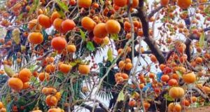 کشاورز صومعه‌سرائی از یک هکتار باغ خرمالوی خود ۲۰ تن خرمالو سالم (ارگانیک) برداشت کرد.