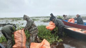 پاکسازی گیاه مهاجم سنبل آبی از تالاب بین المللی انزلی